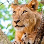 Ugandan Wildlife Rangers Prove Effective in Tracking Lions